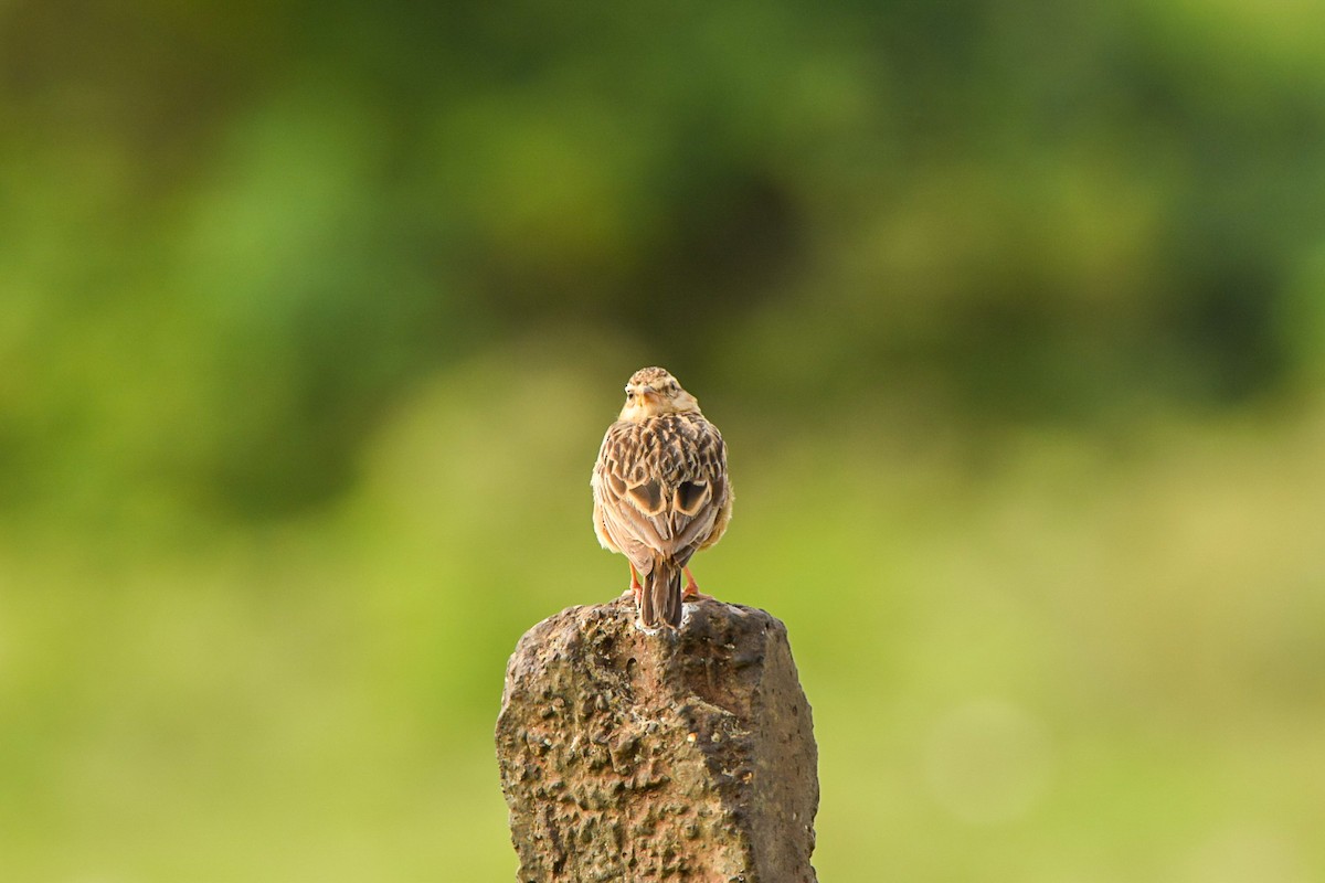 Tawny Lark - ML642339515