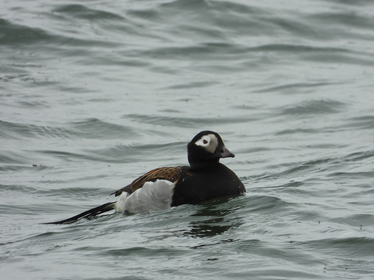 Long-tailed Duck - ML642339528