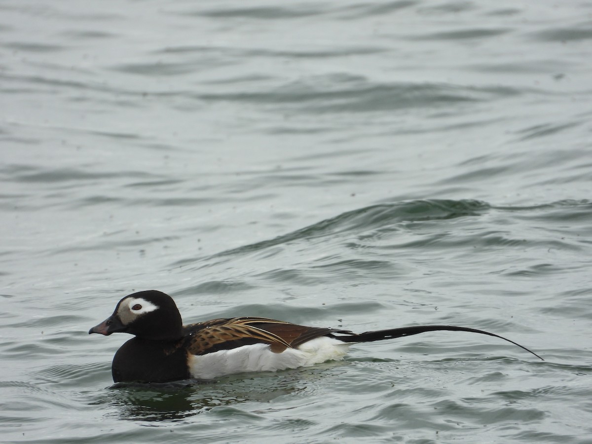 Long-tailed Duck - ML642339529