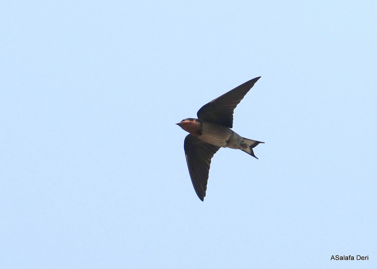 Angola Swallow - ML642339530