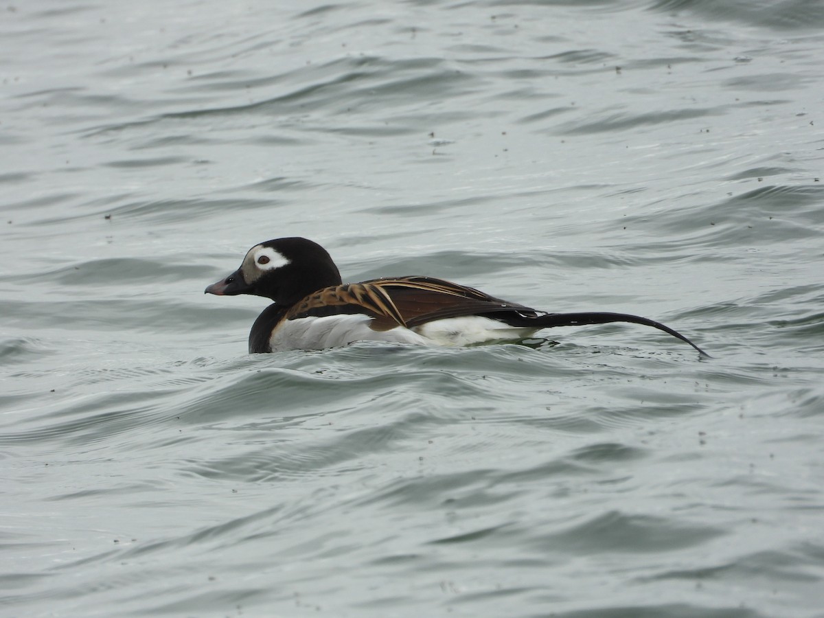Long-tailed Duck - ML642339531