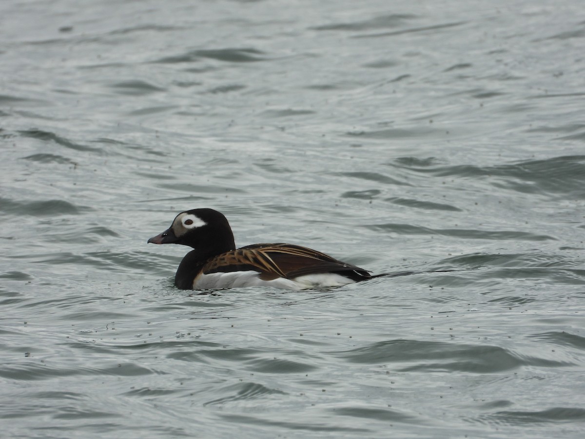 Long-tailed Duck - ML642339532