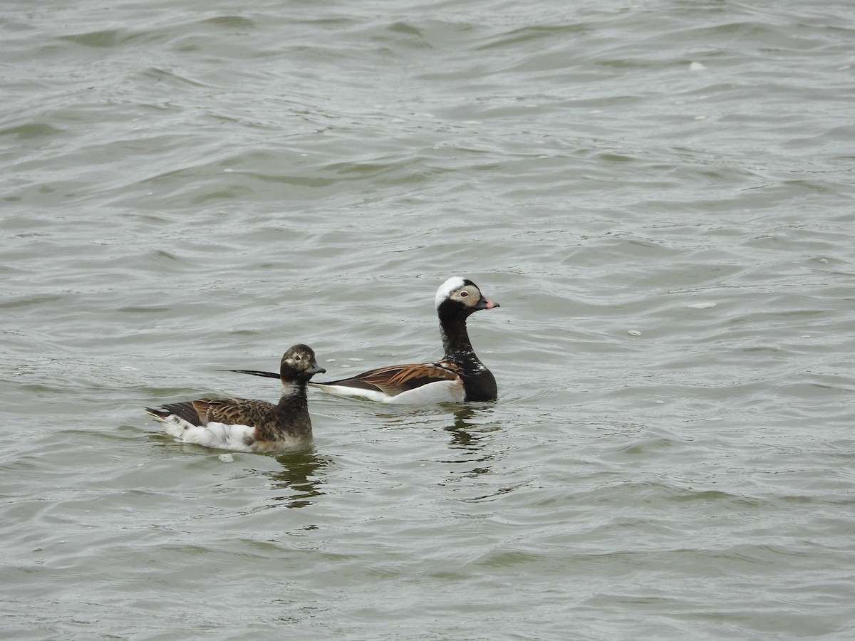 Long-tailed Duck - ML642339552