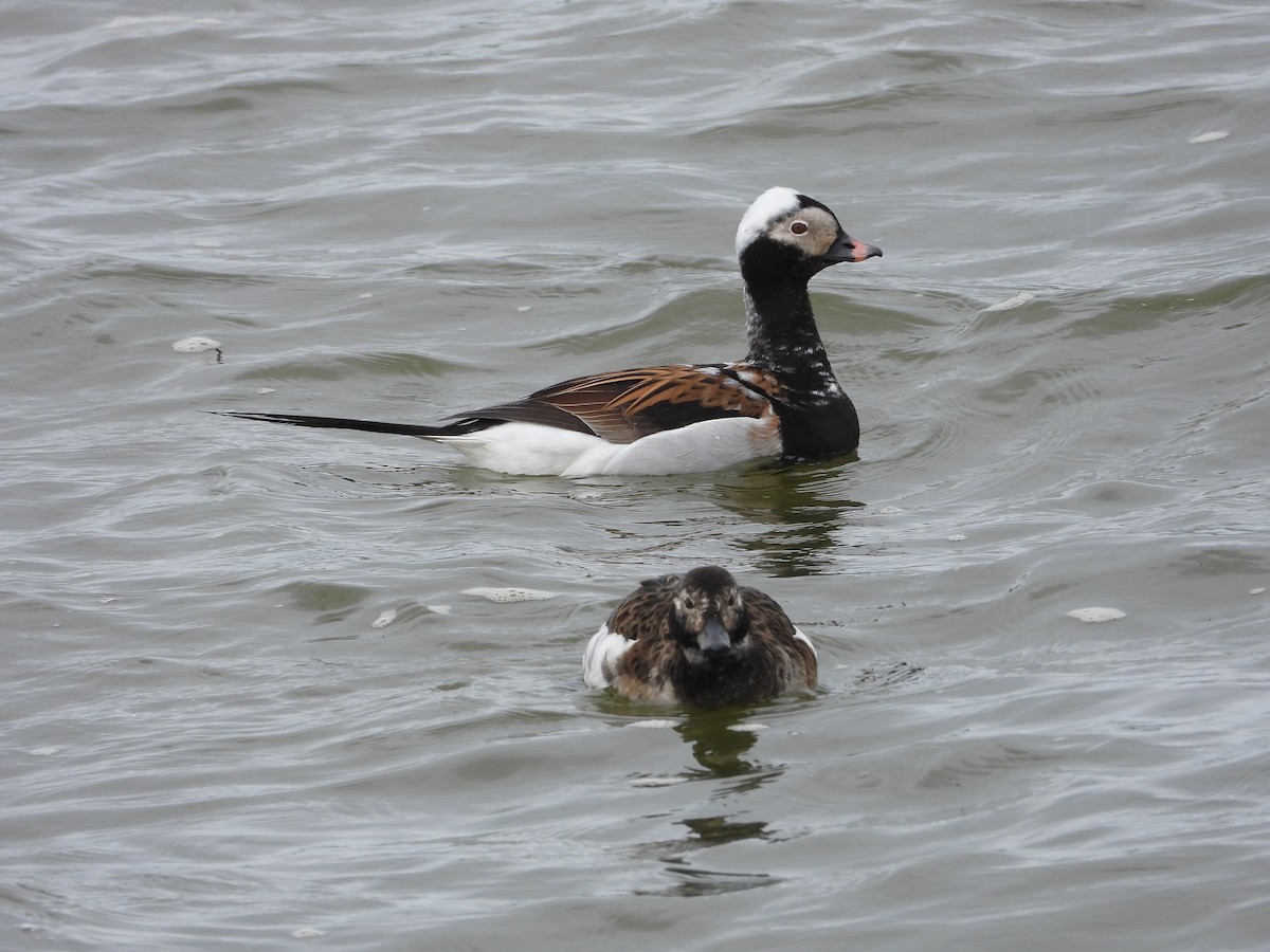 Long-tailed Duck - ML642339553