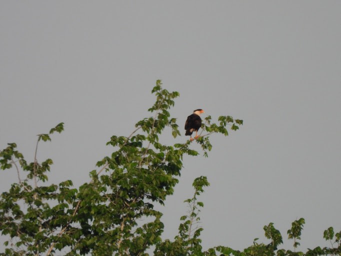 Crested Caracara (Northern) - ML642339558