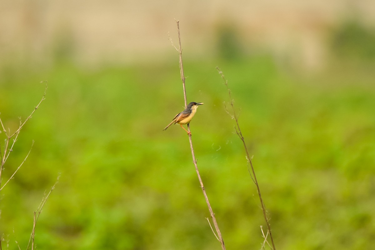 Ashy Prinia - ML642339570