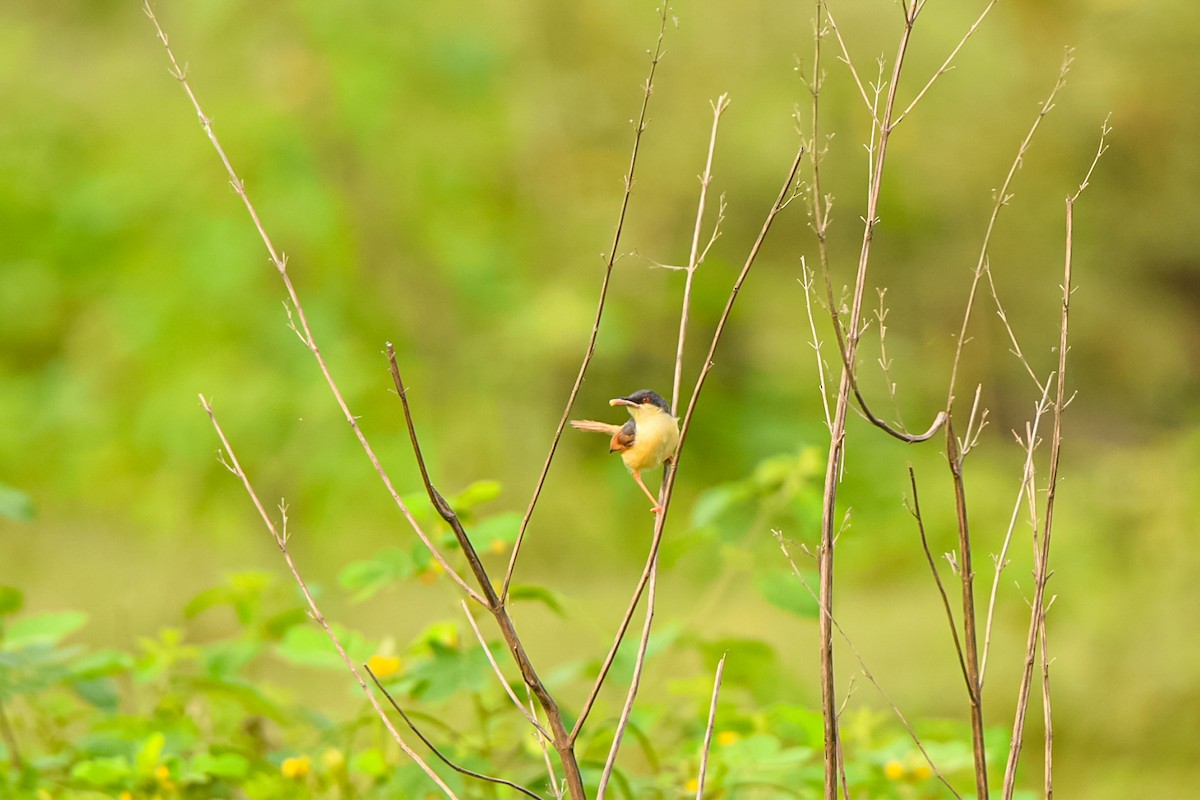 Ashy Prinia - ML642339571