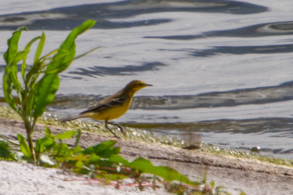 Western Yellow Wagtail - ML642339577