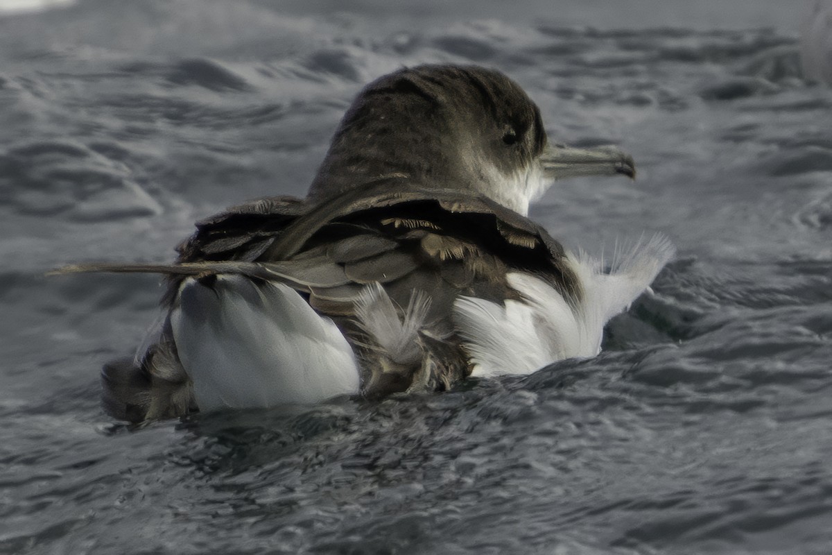 Fluttering Shearwater - ML642339582