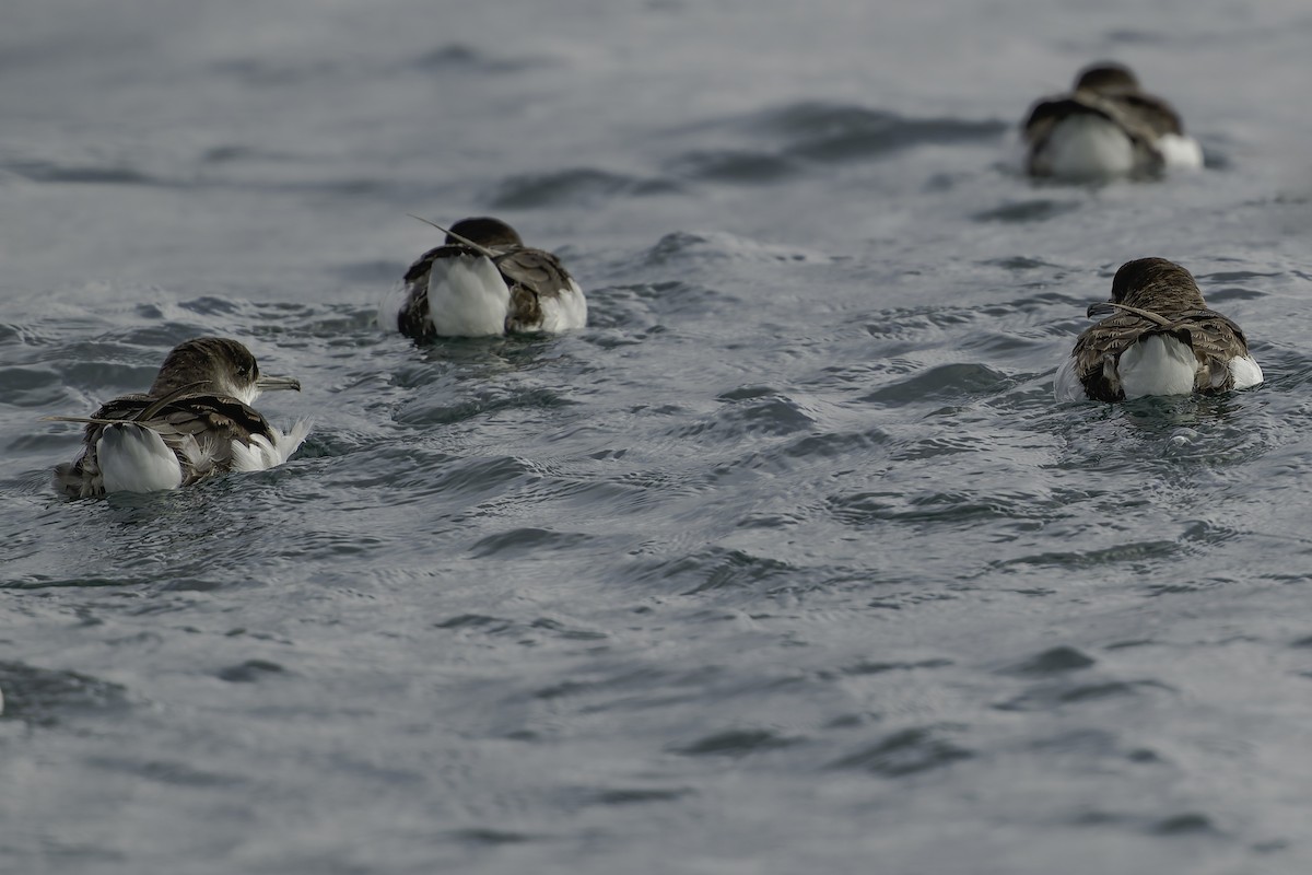 Fluttering Shearwater - ML642339583