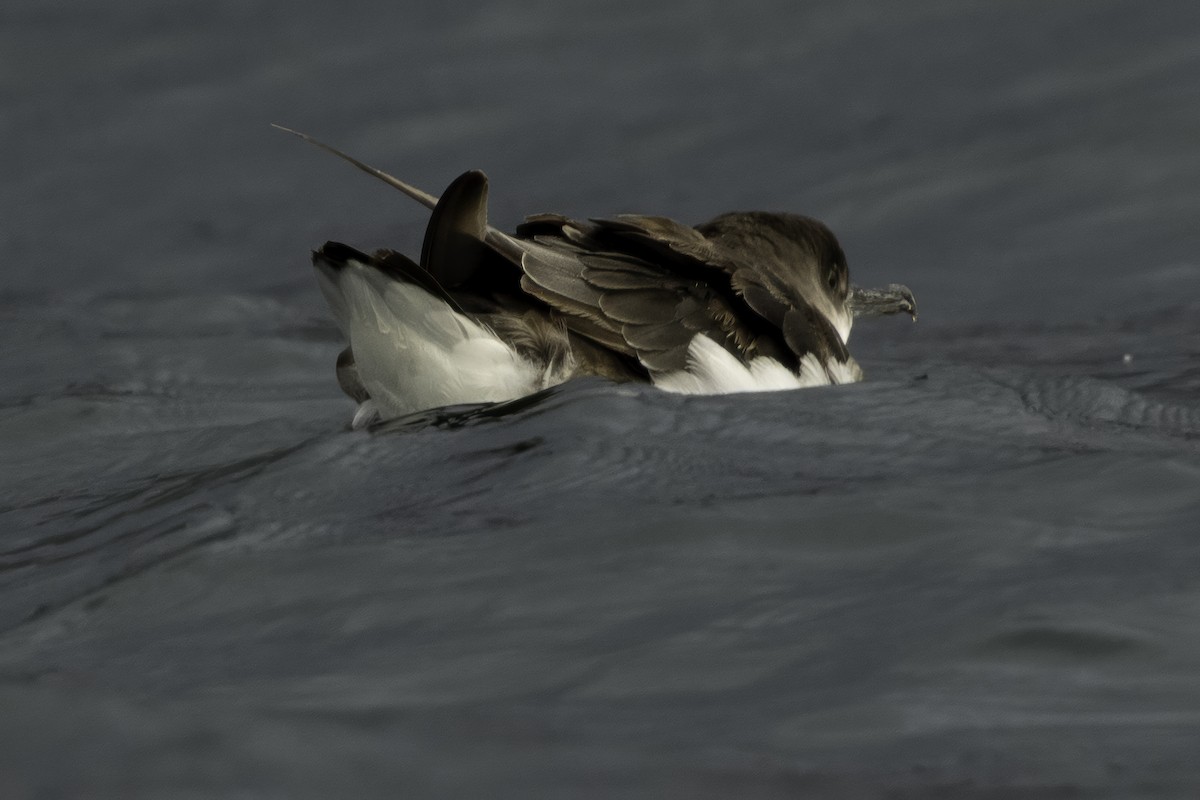 Fluttering Shearwater - ML642339584