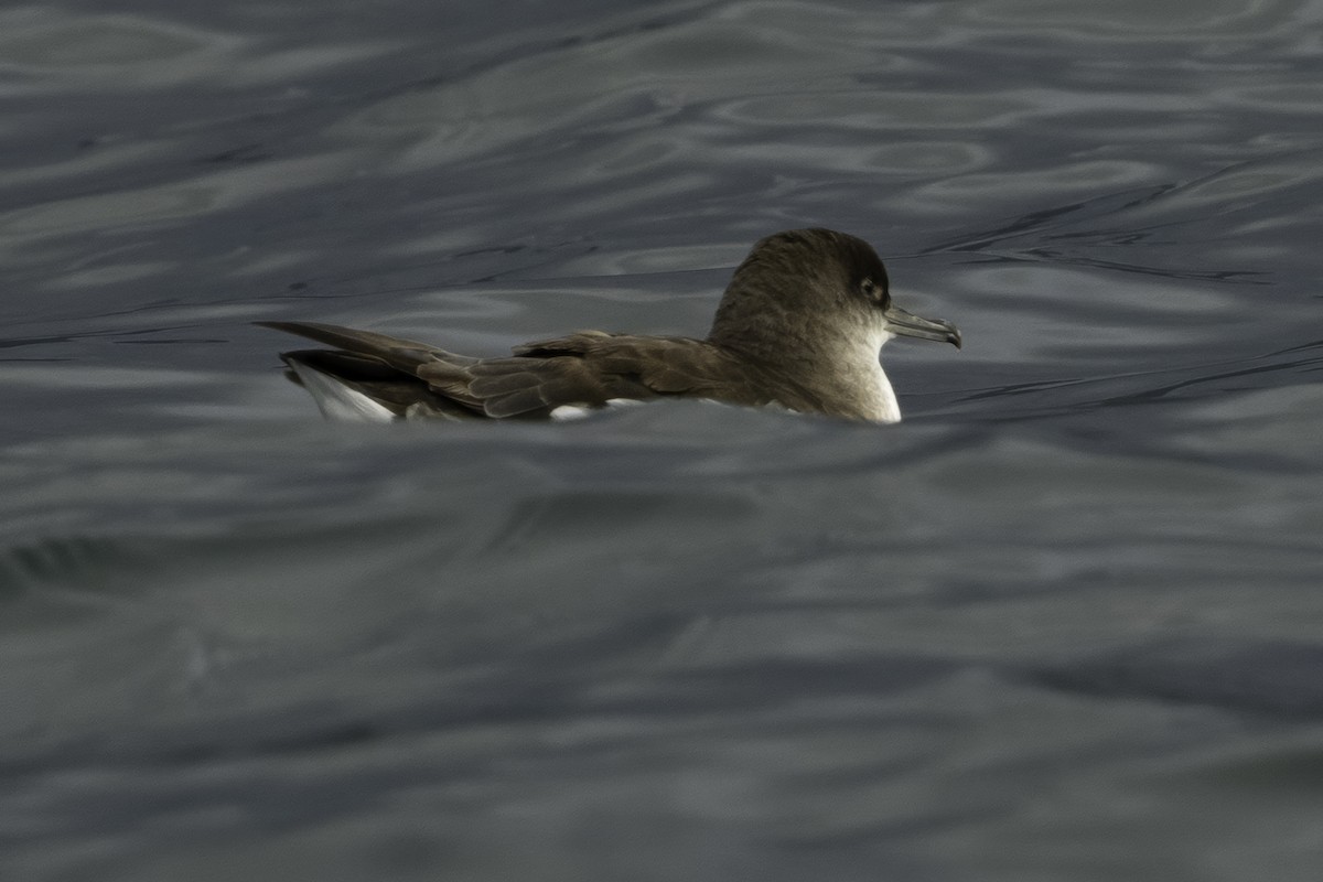 Fluttering Shearwater - ML642339585