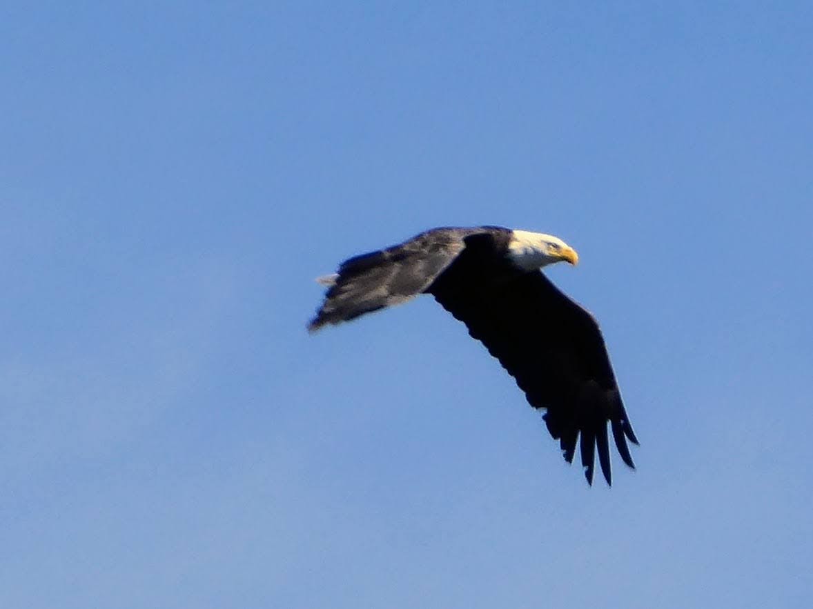 Bald Eagle - ML642339588