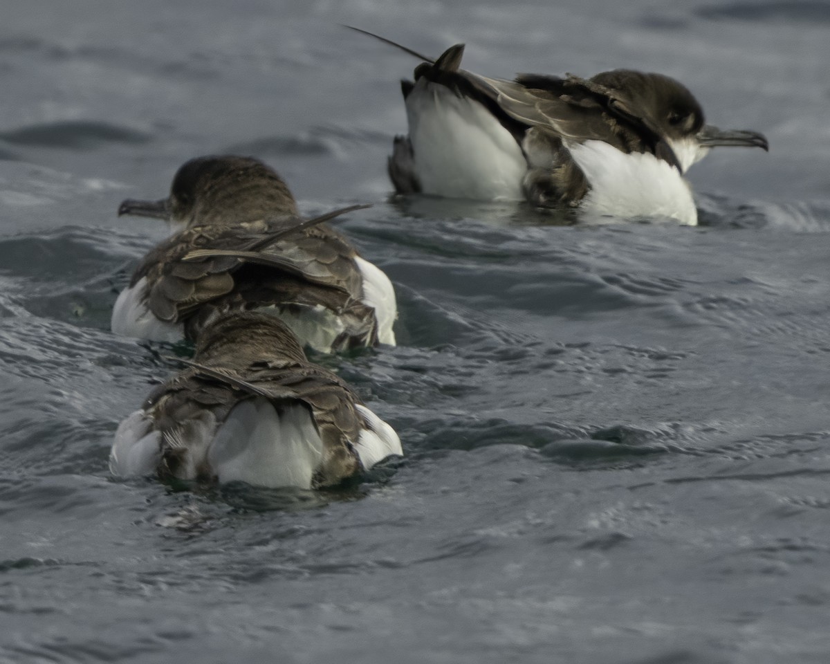 Fluttering Shearwater - ML642339590