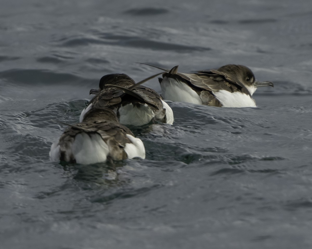 Fluttering Shearwater - ML642339591