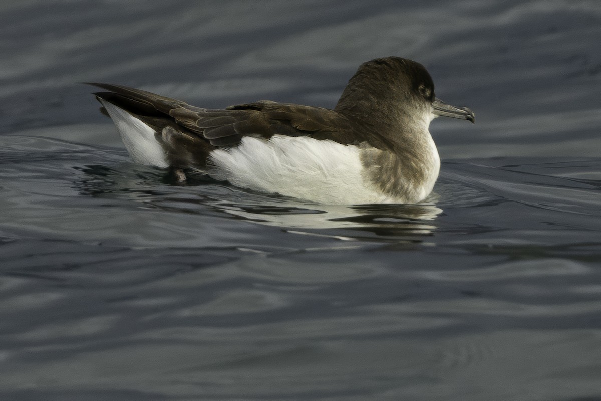 Fluttering Shearwater - ML642339592