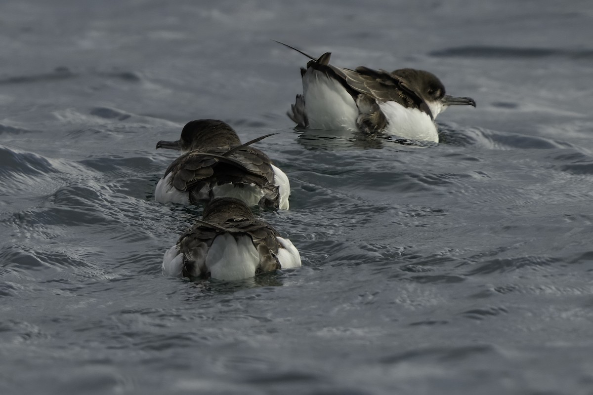Fluttering Shearwater - ML642339593
