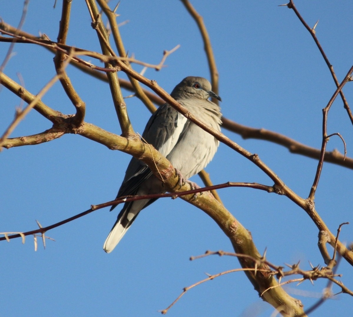 White-winged Dove - ML642339620