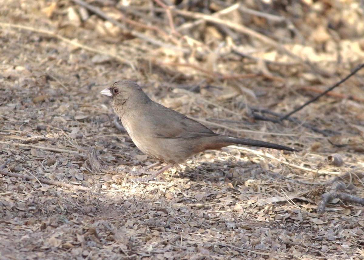 Abert's Towhee - ML642339633
