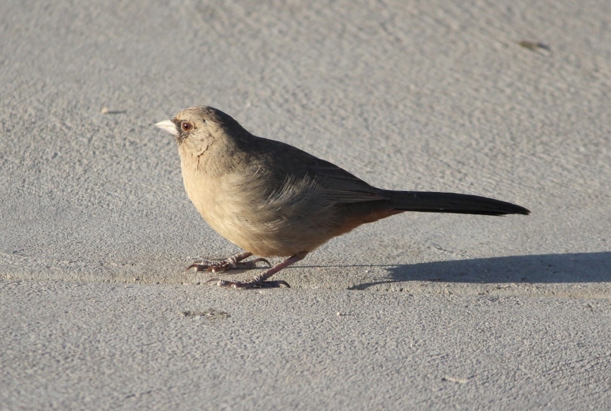 Abert's Towhee - ML642339634