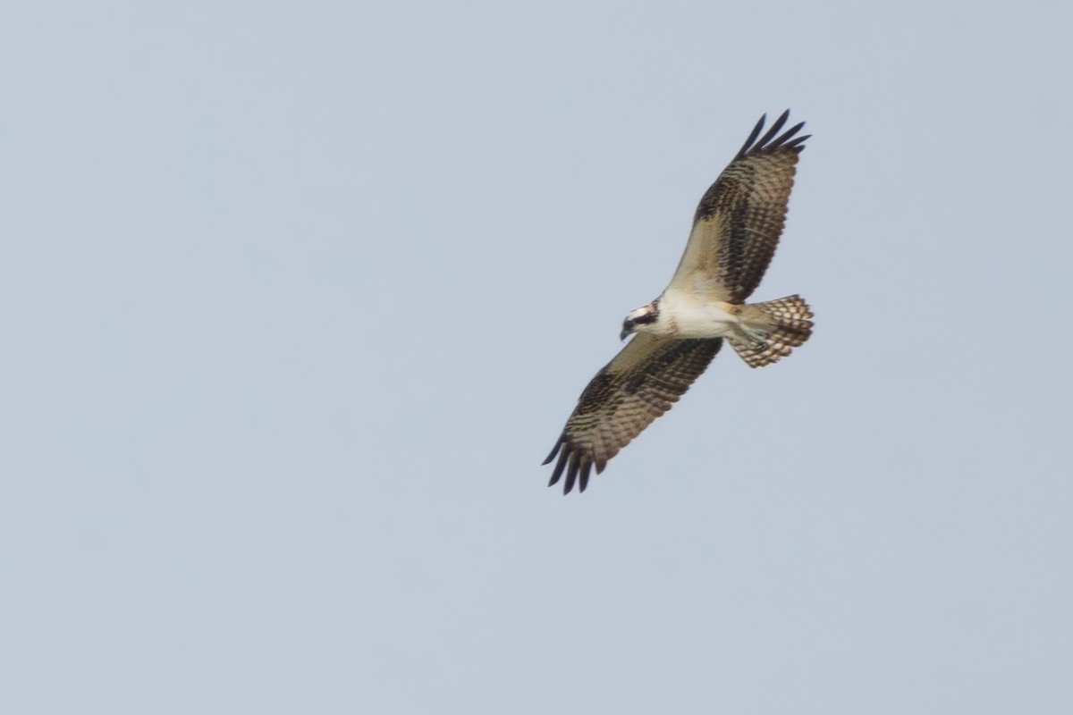 Osprey - ML642339642