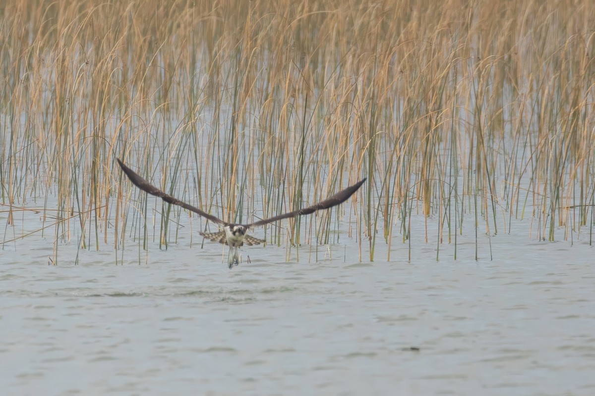 Osprey - ML642339650