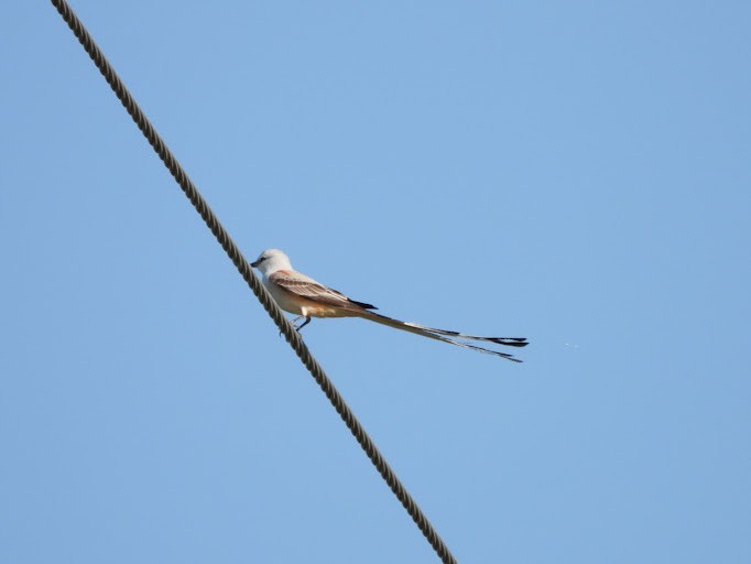Scissor-tailed Flycatcher - ML642339653
