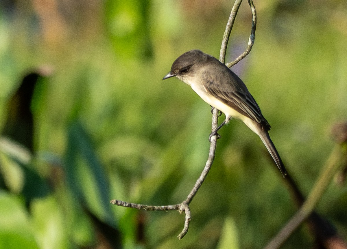 Eastern Phoebe - ML642339656