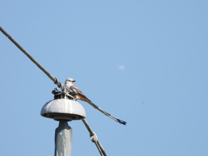 Scissor-tailed Flycatcher - ML642339657