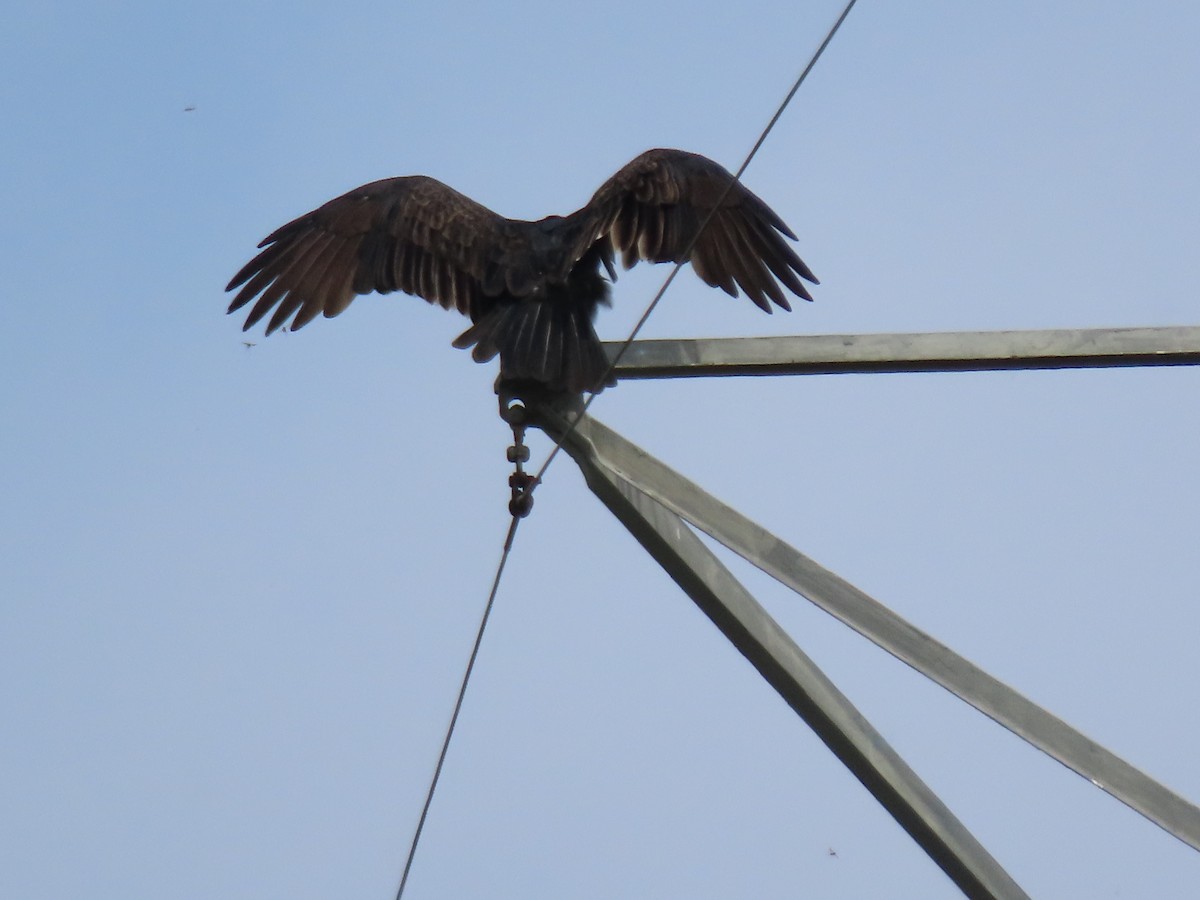 Turkey Vulture - ML642339685