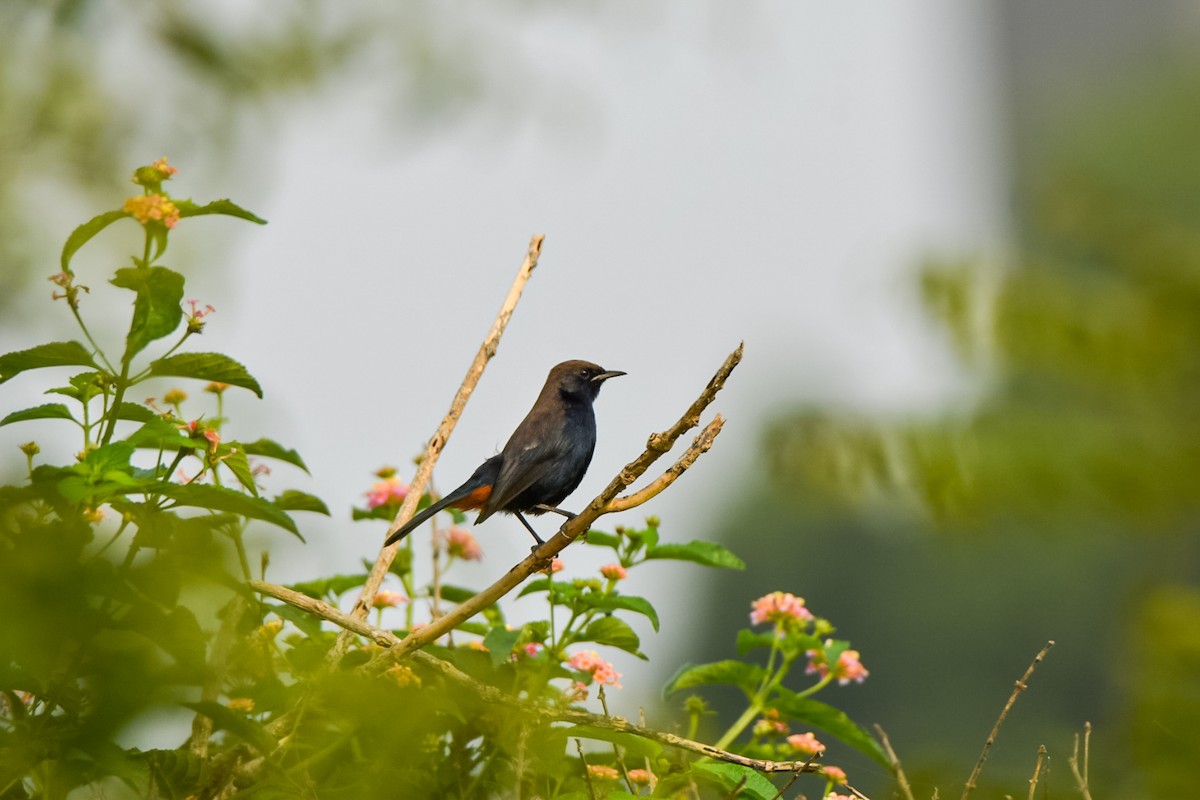 Indian Robin - ML642339689
