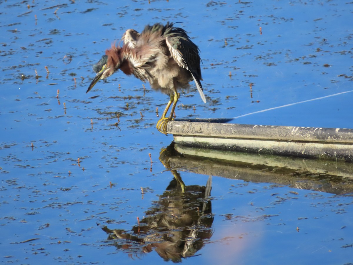 Green Heron - ML642339694