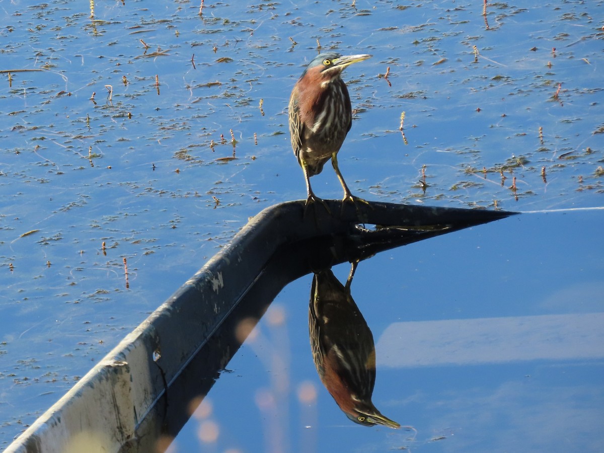 Green Heron - ML642339695