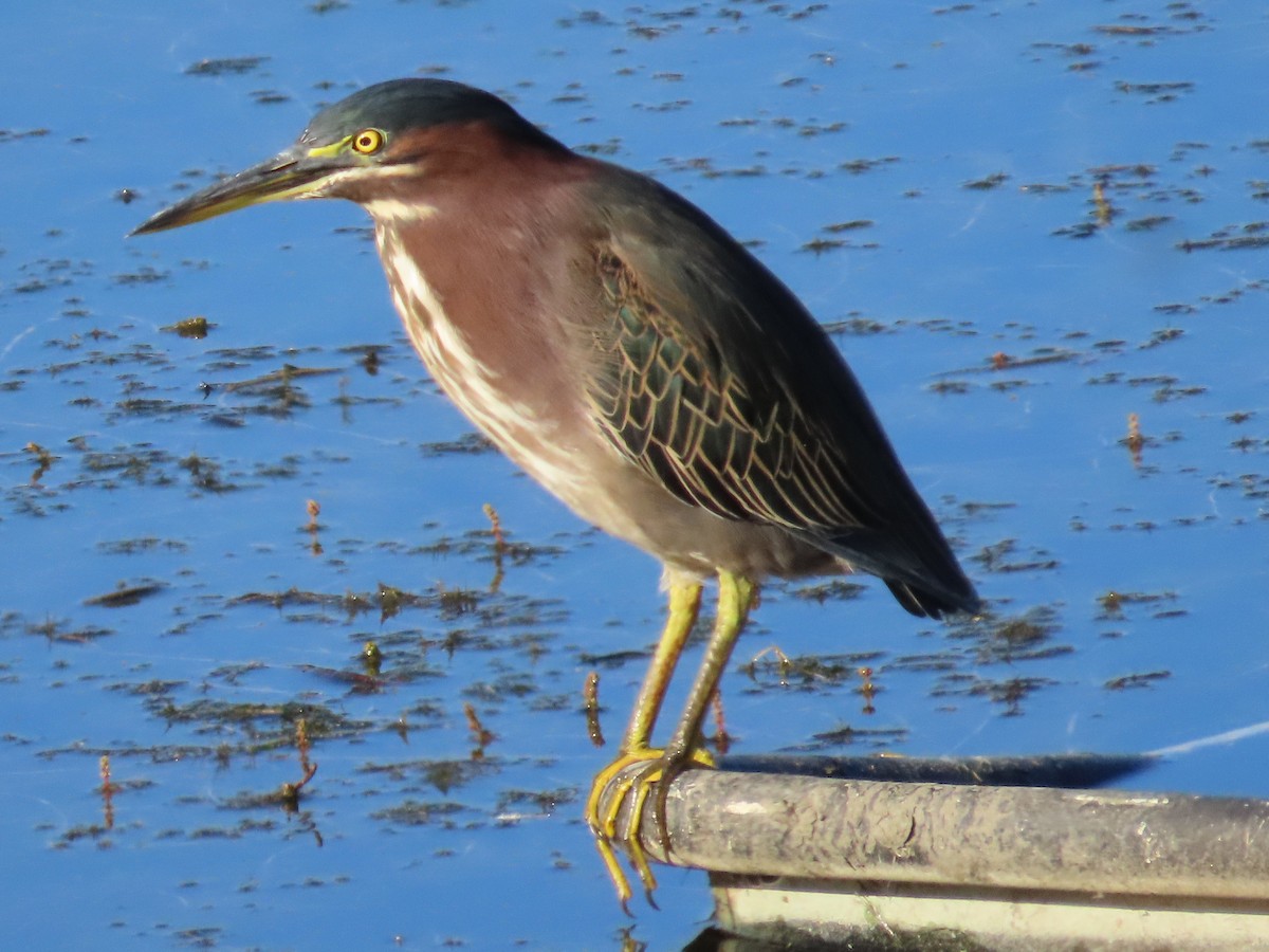 Green Heron - ML642339696