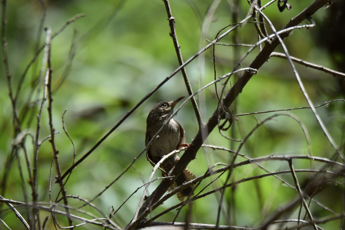 Northern House Wren - ML642339705