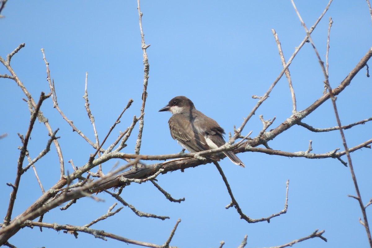 Eastern Kingbird - ML642339723