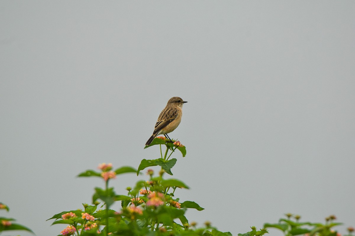Siberian Stonechat - ML642339725
