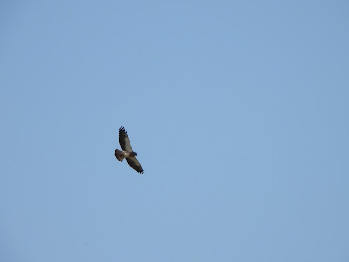 Swainson's Hawk - ML642339779