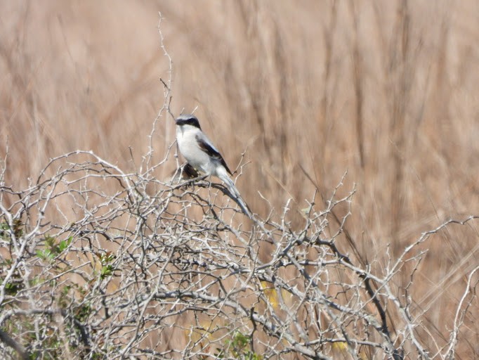 Pie-grièche migratrice - ML642339792