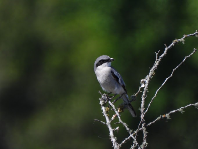 Pie-grièche migratrice - ML642339803