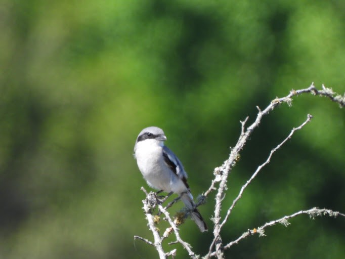 Pie-grièche migratrice - ML642339811