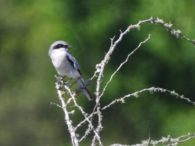 Pie-grièche migratrice - ML642339817