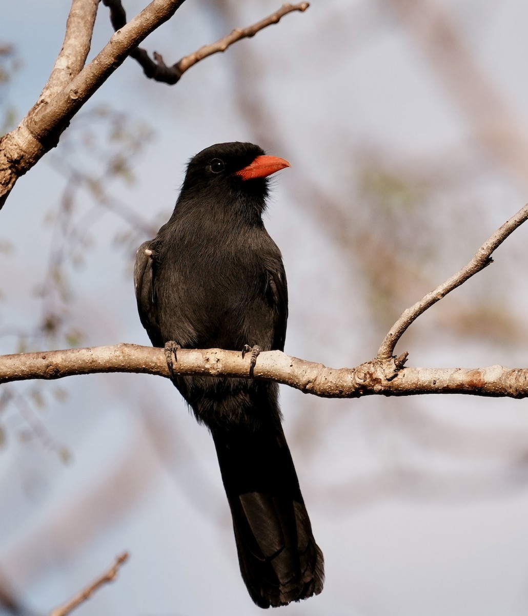 Black-fronted Nunbird - ML642339827