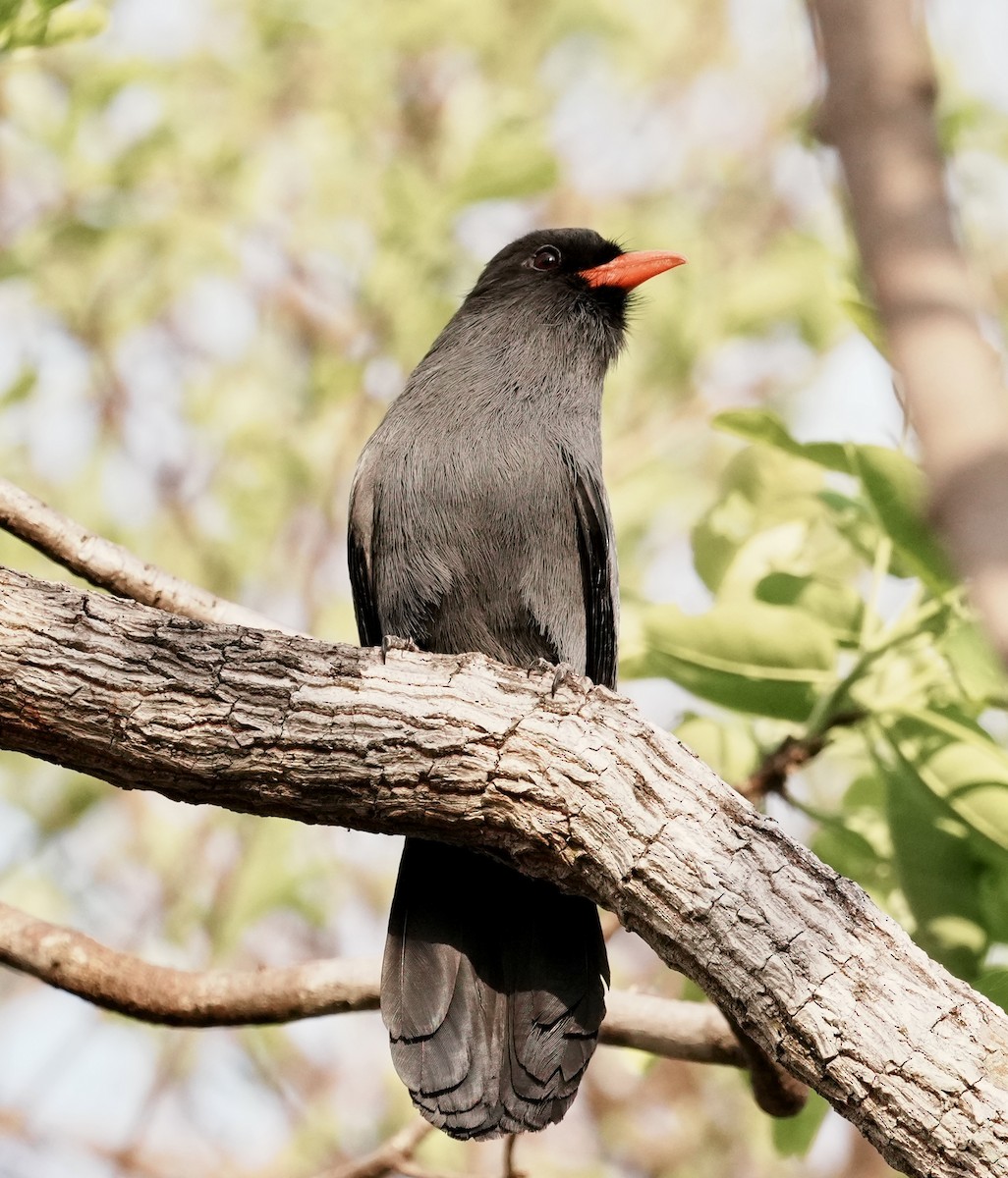 Black-fronted Nunbird - ML642339828