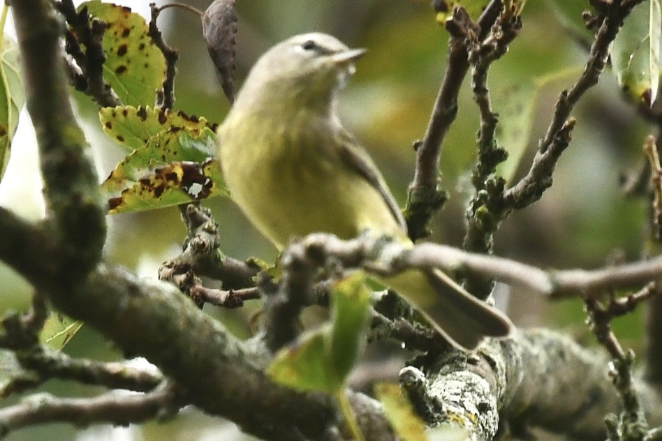 Orange-crowned Warbler - ML642339845