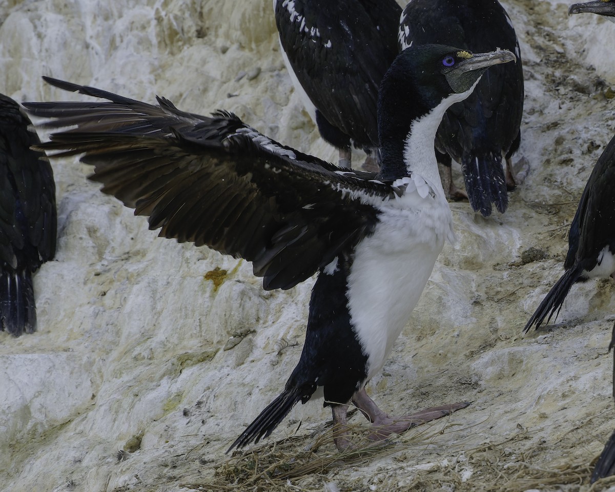 New Zealand King Shag - ML642339864