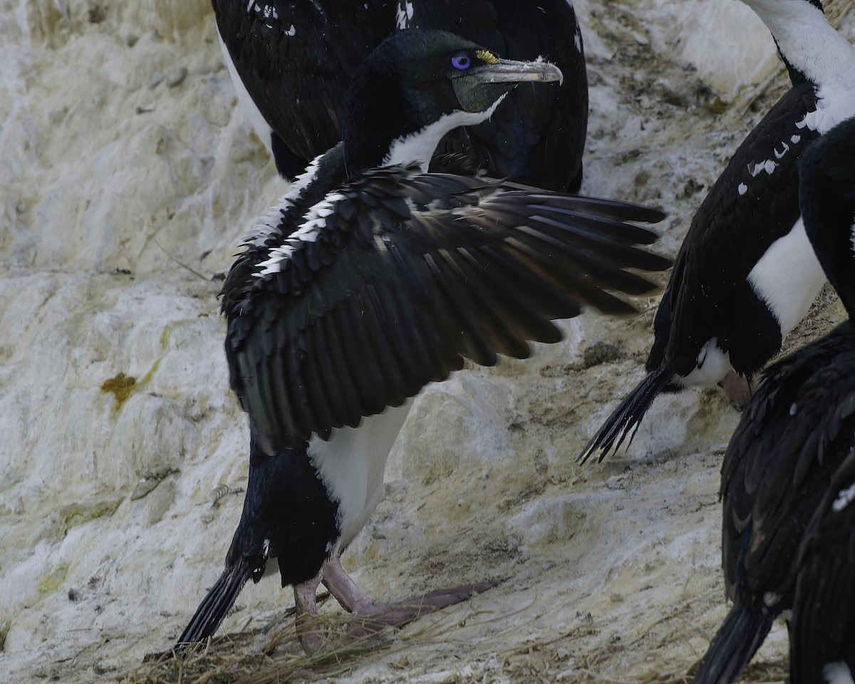New Zealand King Shag - ML642339865