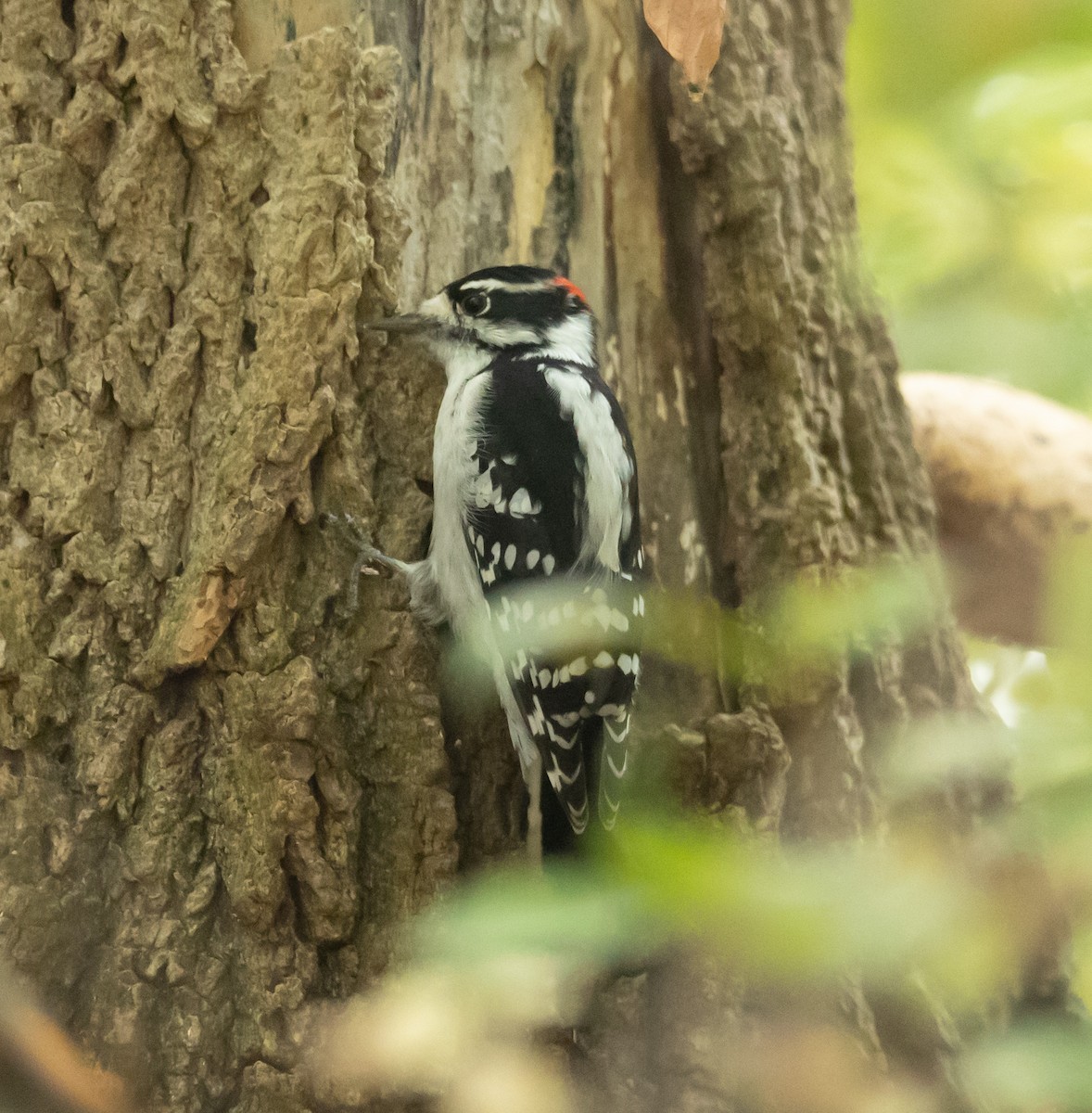 Downy Woodpecker - ML642339870