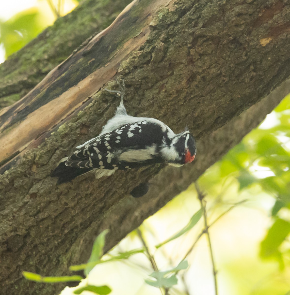 Downy Woodpecker - ML642339871