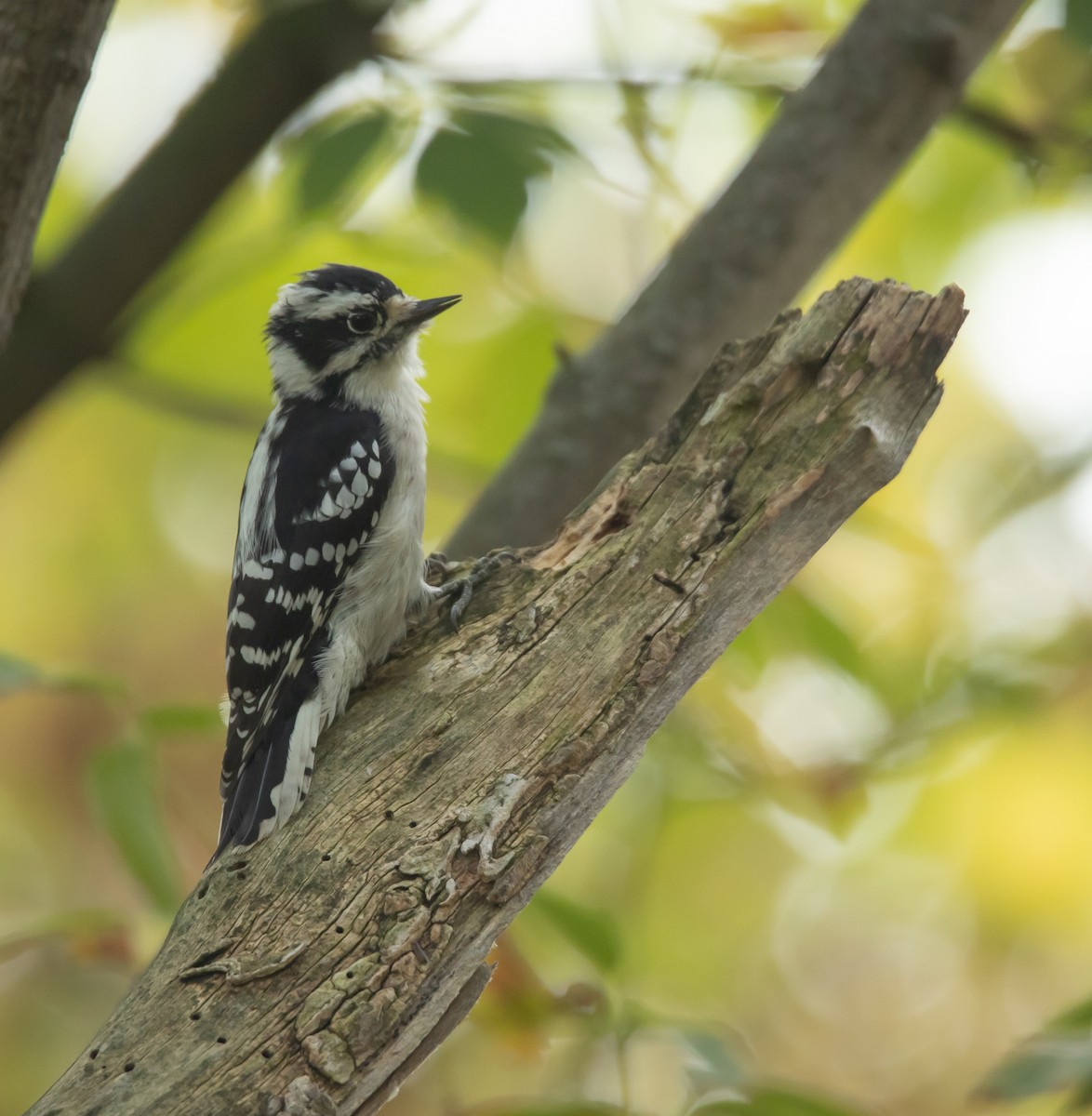 Downy Woodpecker - ML642339872